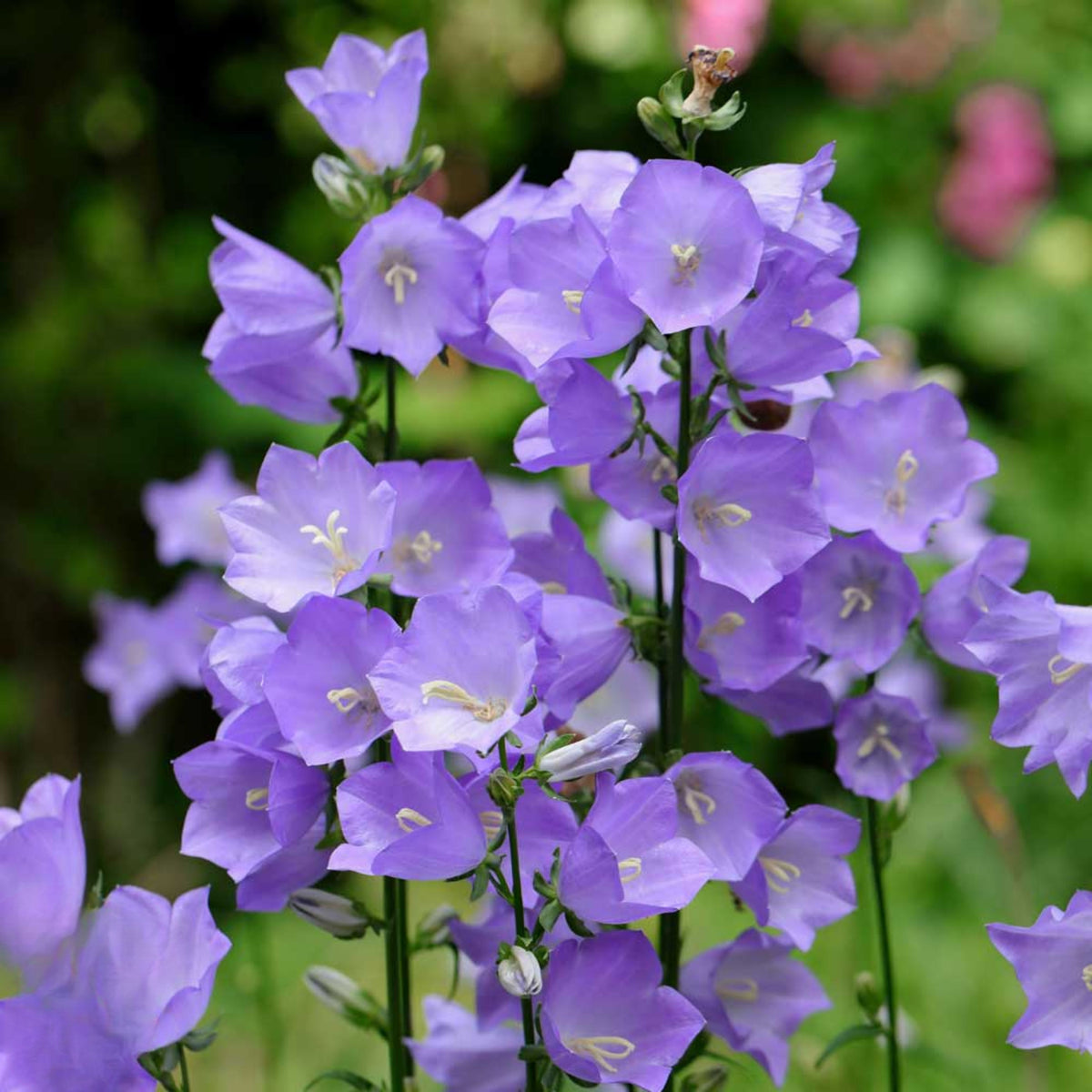20s| Campanula Persicifolia 'Telham Beauty' - Authentic Seeds - Perennial ~ GMO Free~~Flower seeds ~ Asian Garden~ Herbs #806420s|