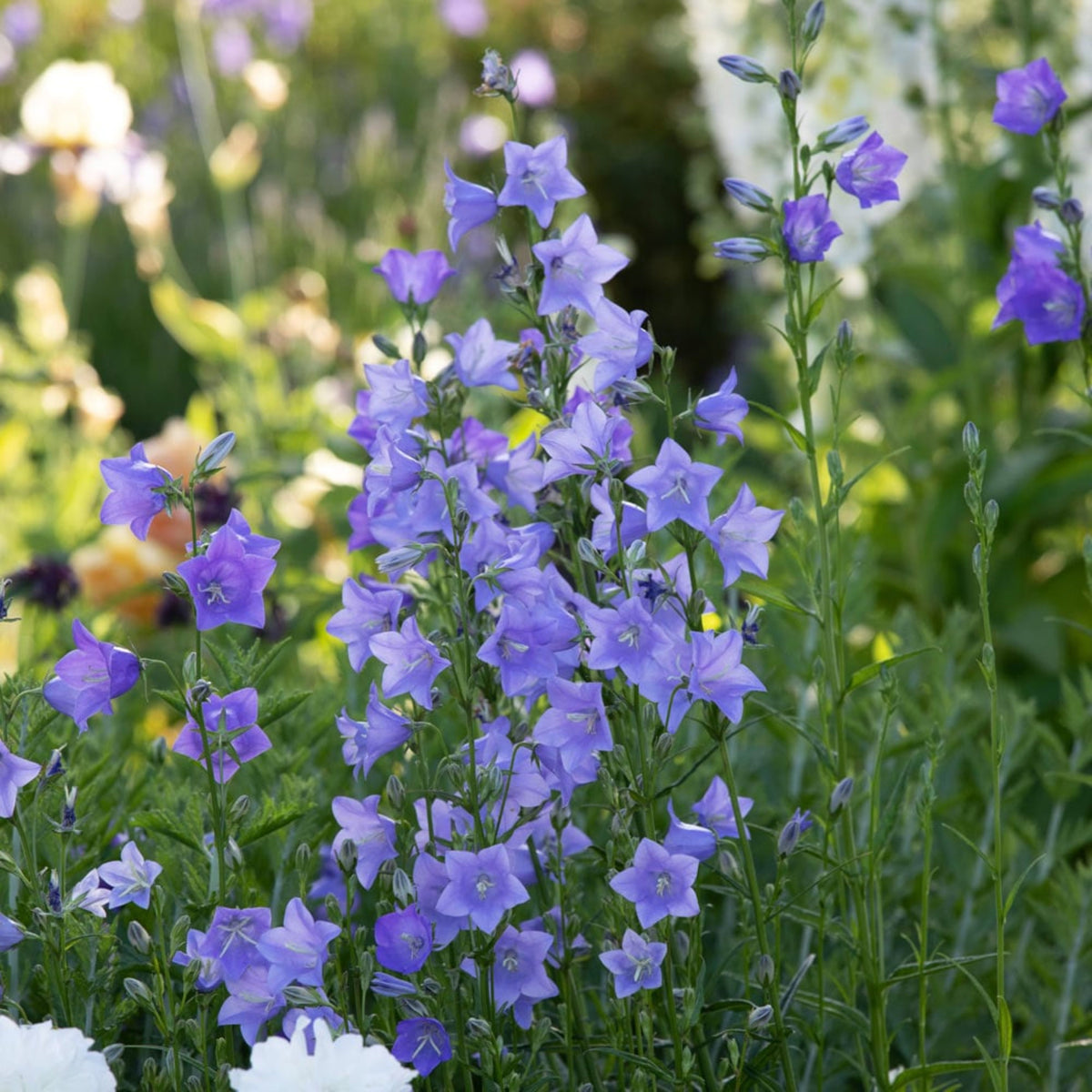 20s| Campanula Persicifolia 'Telham Beauty' - Authentic Seeds - Perennial ~ GMO Free~~Flower seeds ~ Asian Garden~ Herbs #806420s|