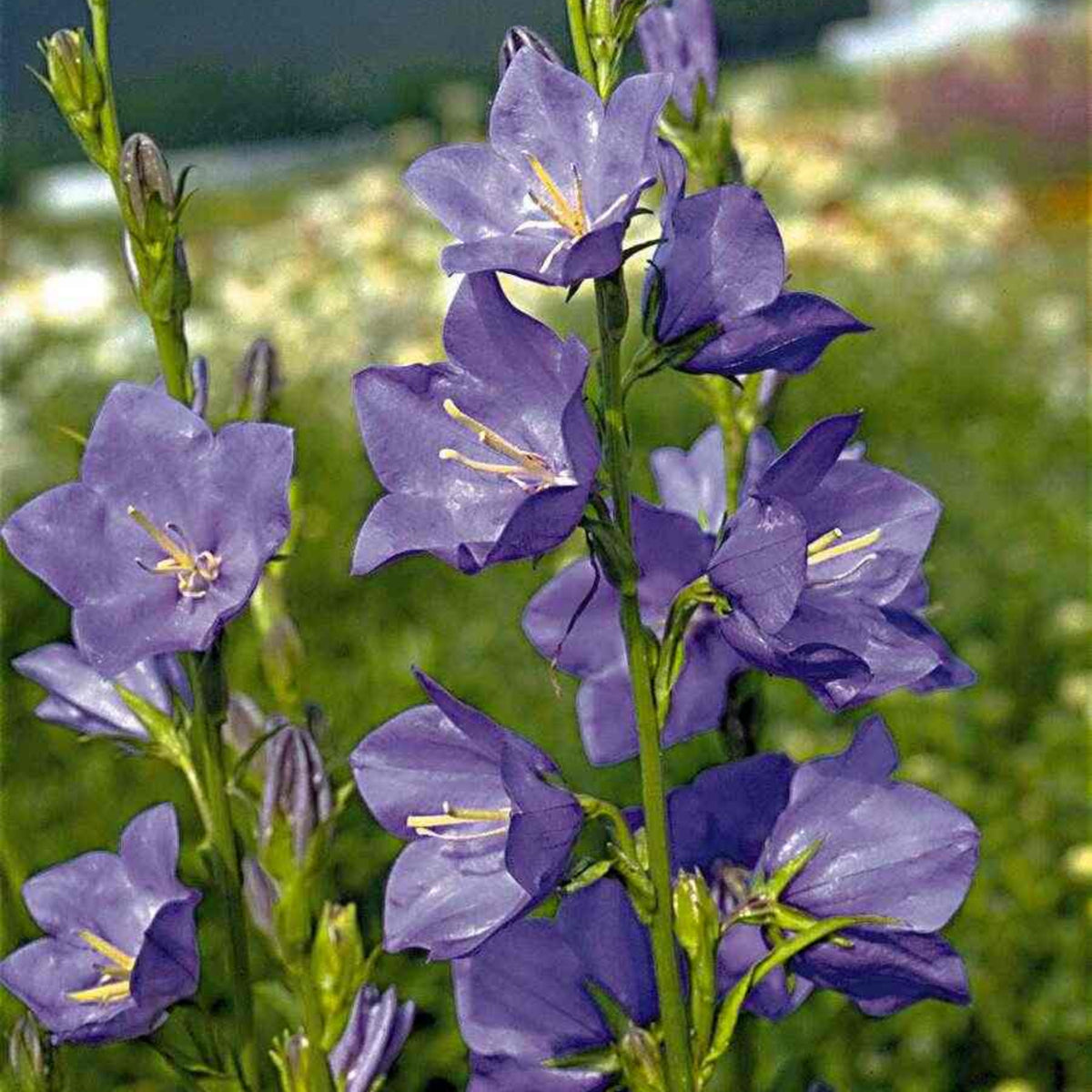 20s| Campanula Persicifolia 'Telham Beauty' - Authentic Seeds - Perennial ~ GMO Free~~Flower seeds ~ Asian Garden~ Herbs #806420s|