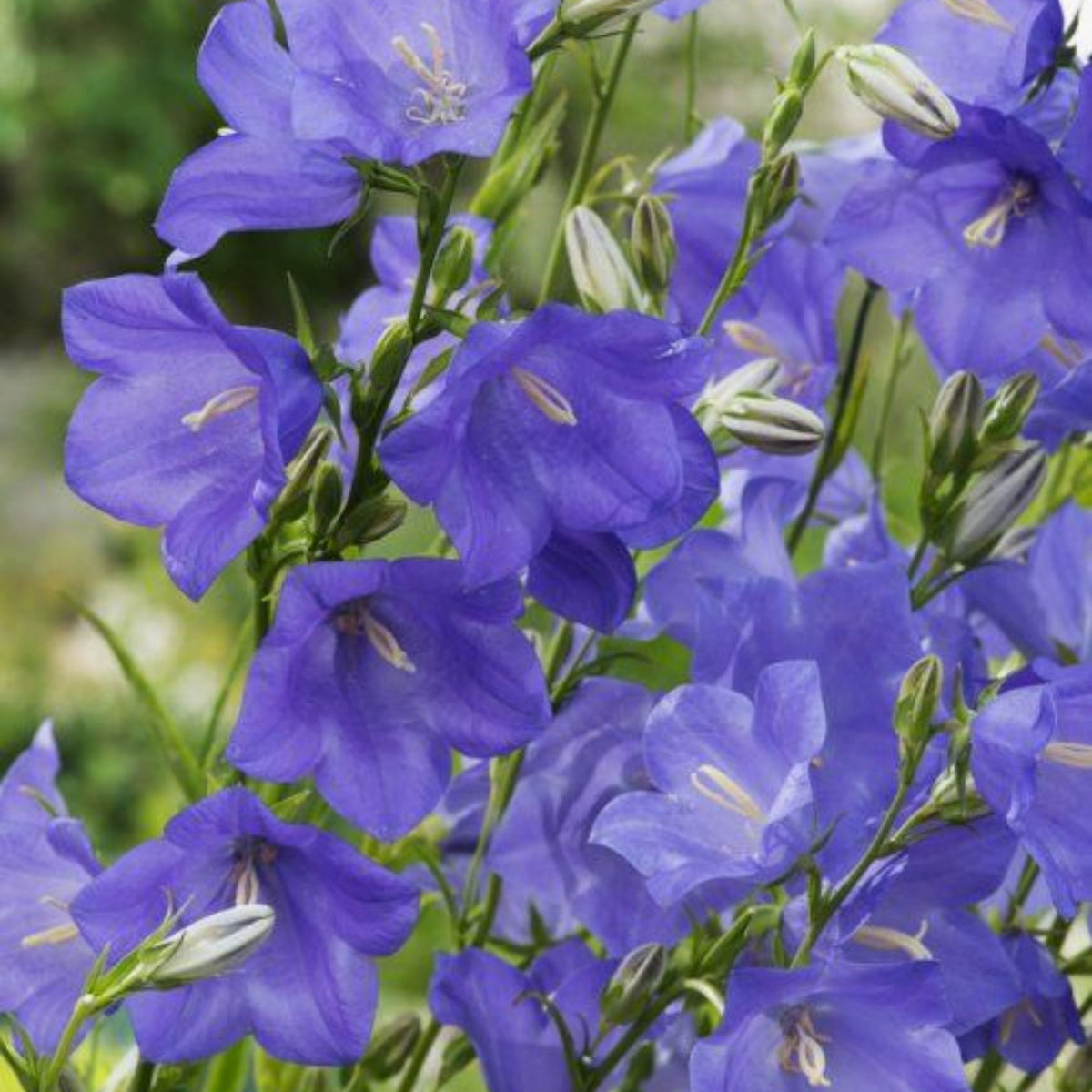20s| Campanula Persicifolia 'Telham Beauty' - Authentic Seeds - Perennial ~ GMO Free~~Flower seeds ~ Asian Garden~ Herbs #806420s|