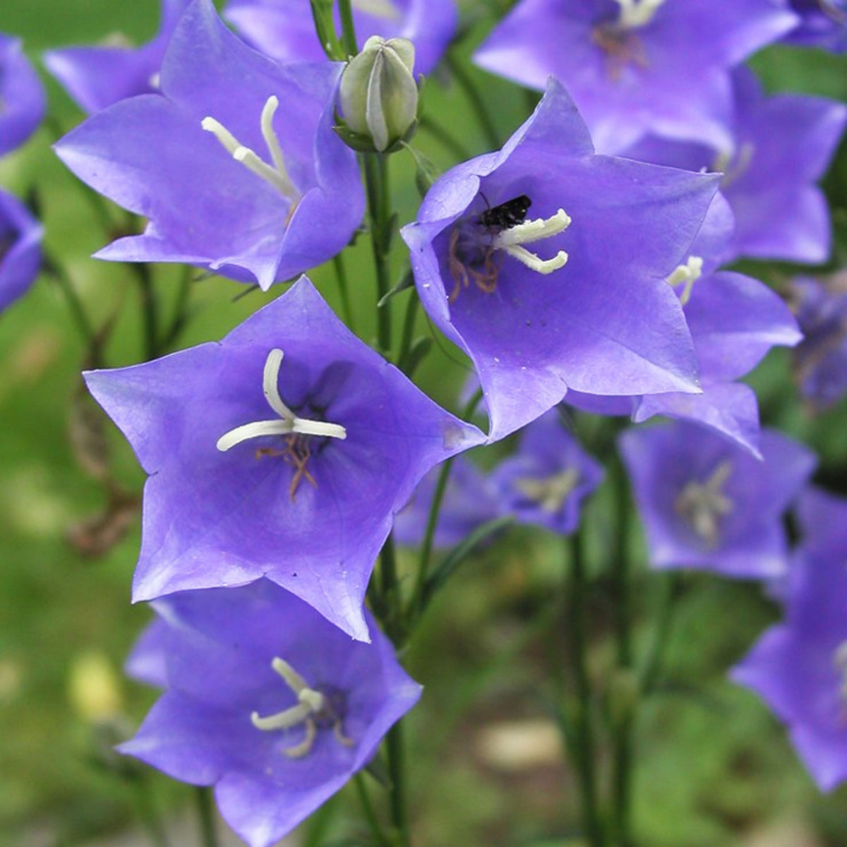 20s| Campanula Persicifolia 'Telham Beauty' - Authentic Seeds - Perennial ~ GMO Free~~Flower seeds ~ Asian Garden~ Herbs #806420s|