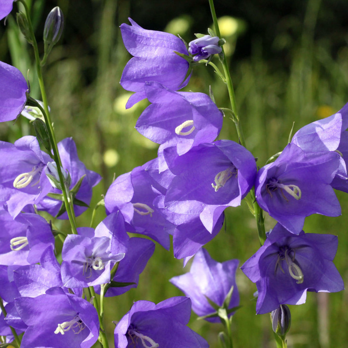 20s| Campanula Persicifolia 'Telham Beauty' - Authentic Seeds - Perennial ~ GMO Free~~Flower seeds ~ Asian Garden~ Herbs #806420s|