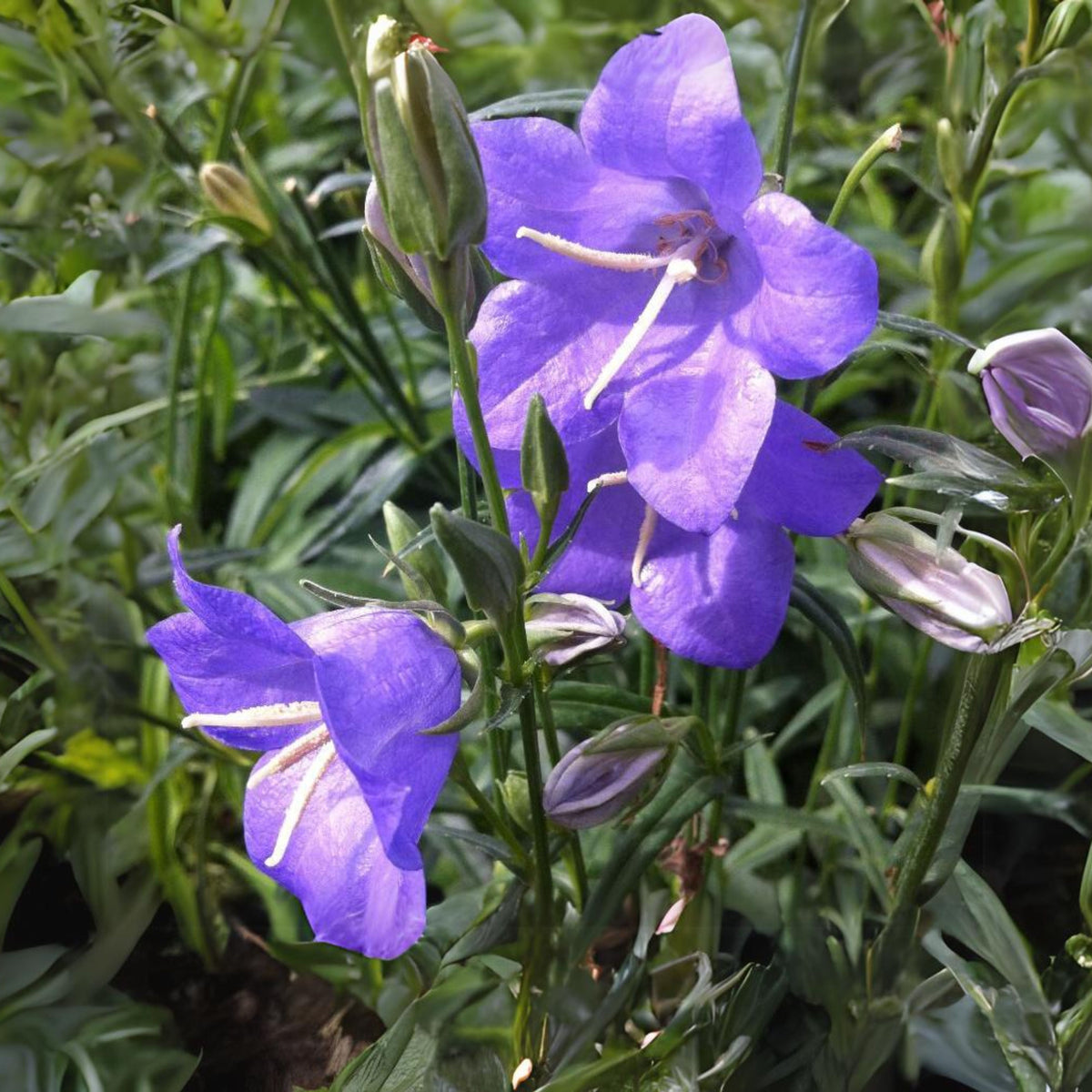 20s| Campanula Persicifolia 'Telham Beauty' - Authentic Seeds - Perennial ~ GMO Free~~Flower seeds ~ Asian Garden~ Herbs #806420s|