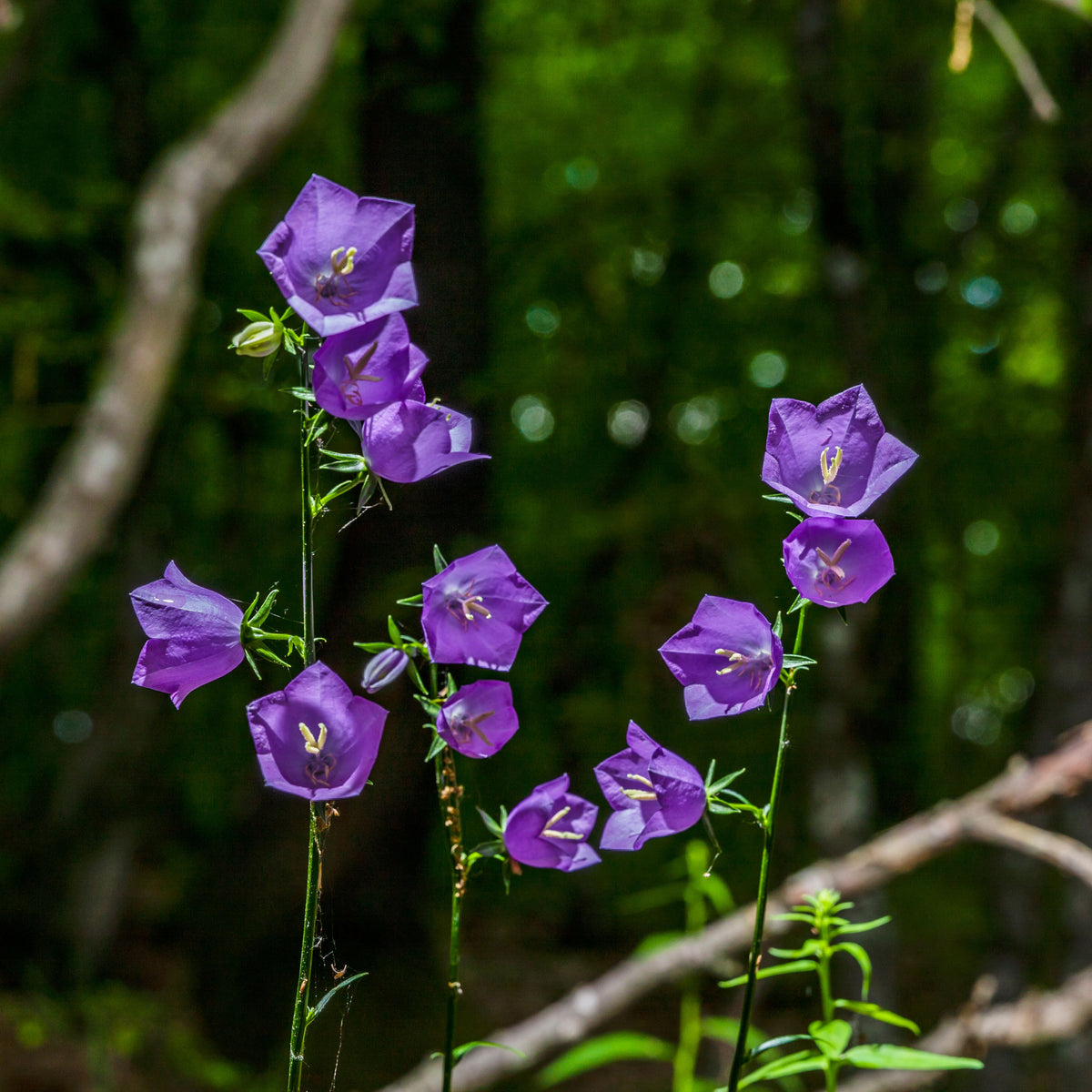 20s| Campanula Persicifolia 'Telham Beauty' - Authentic Seeds - Perennial ~ GMO Free~~Flower seeds ~ Asian Garden~ Herbs #806420s|