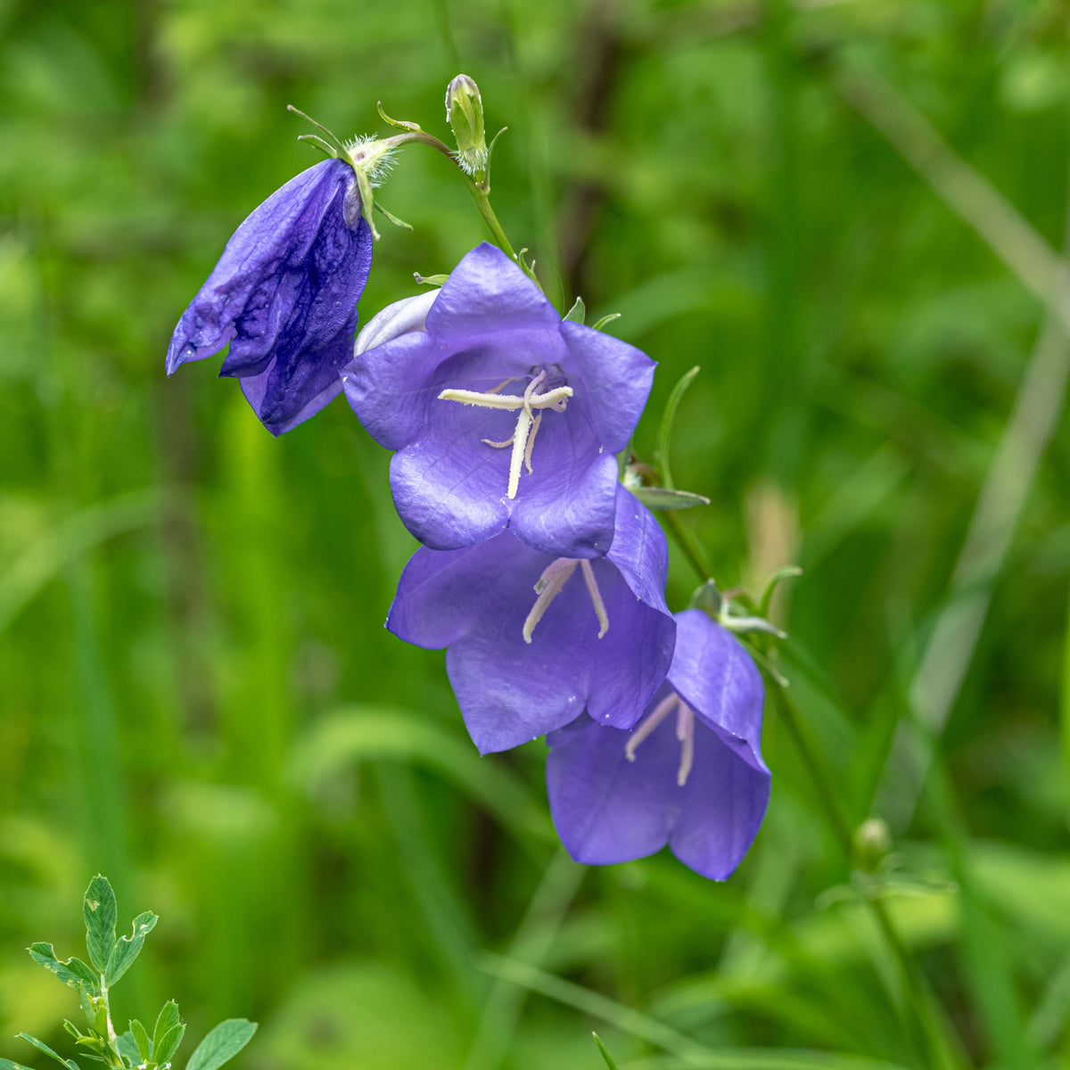 20s| Campanula Persicifolia 'Telham Beauty' - Authentic Seeds - Perennial ~ GMO Free~~Flower seeds ~ Asian Garden~ Herbs #806420s|