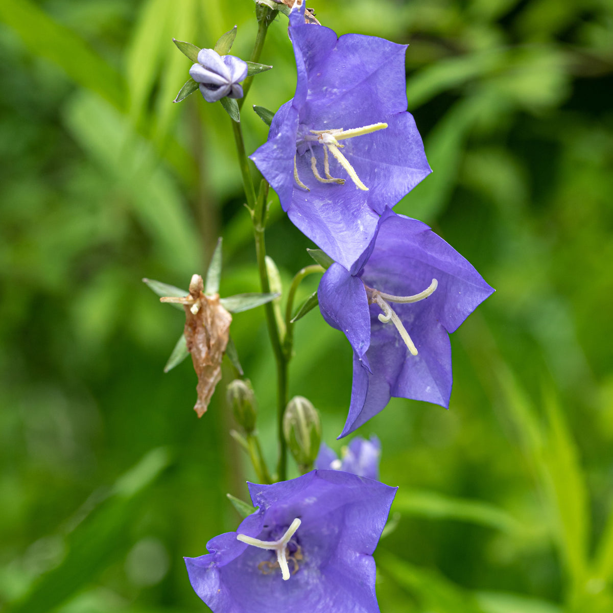 20s| Campanula Persicifolia 'Telham Beauty' - Authentic Seeds - Perennial ~ GMO Free~~Flower seeds ~ Asian Garden~ Herbs #806420s|