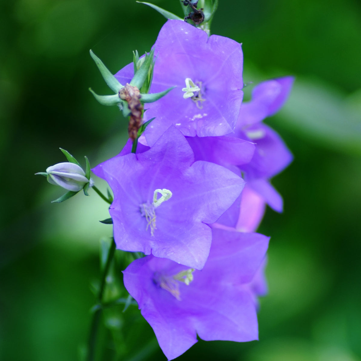 20s| Campanula Persicifolia 'Telham Beauty' - Authentic Seeds - Perennial ~ GMO Free~~Flower seeds ~ Asian Garden~ Herbs #806420s|