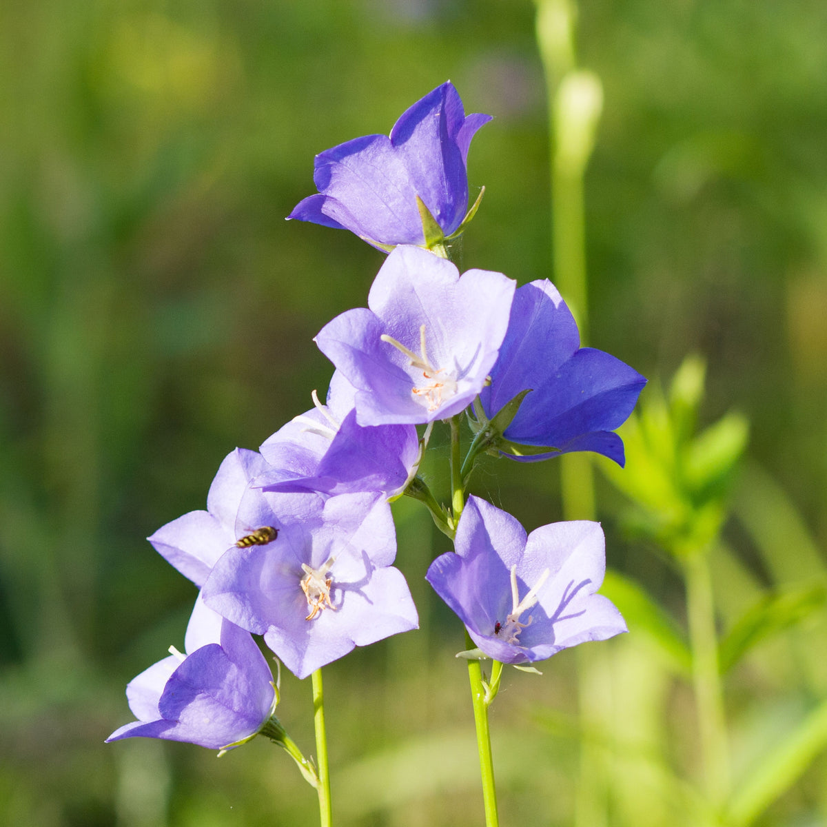 20s| Campanula Persicifolia 'Telham Beauty' - Authentic Seeds - Perennial ~ GMO Free~~Flower seeds ~ Asian Garden~ Herbs #806420s|