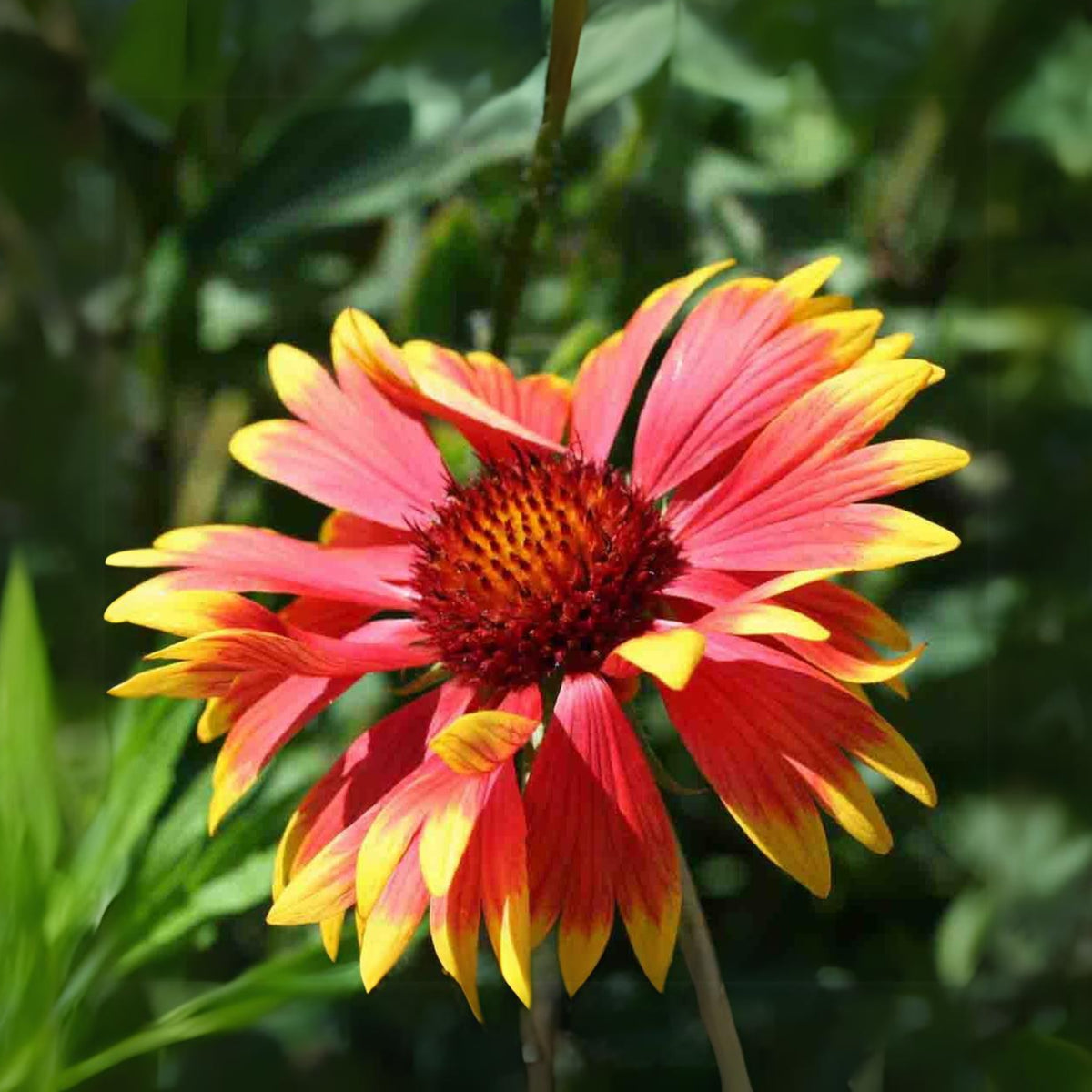 Gaillardia Seeds - Blanket Flower, Vibrant Red, 20 seeds