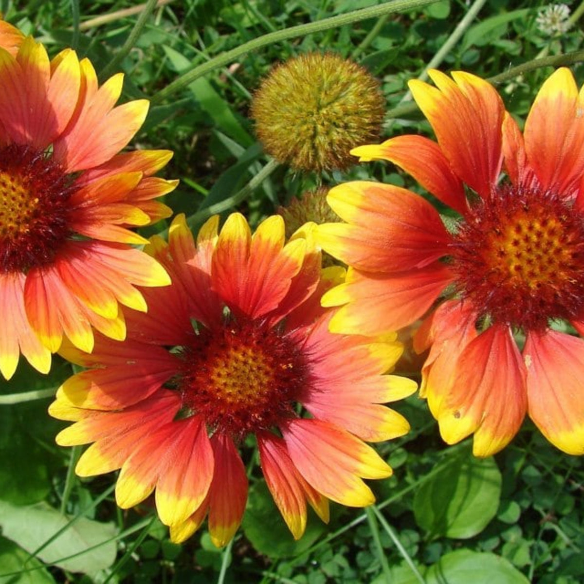 Gaillardia Seeds - Blanket Flower, Vibrant Red, 20 seeds
