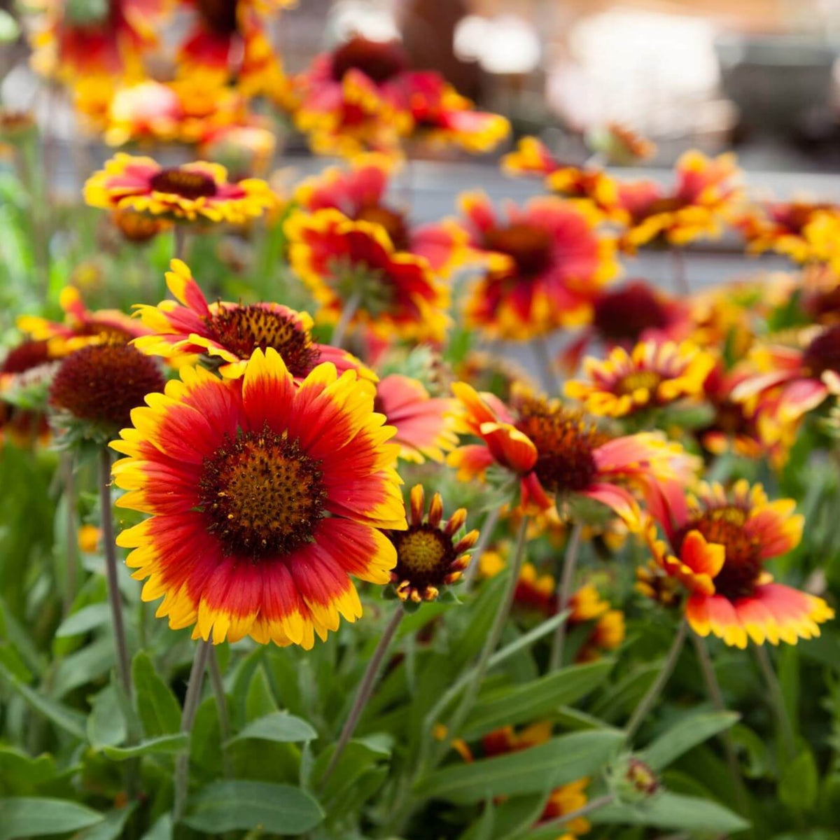 Gaillardia Seeds - Blanket Flower, Vibrant Red, 20 seeds