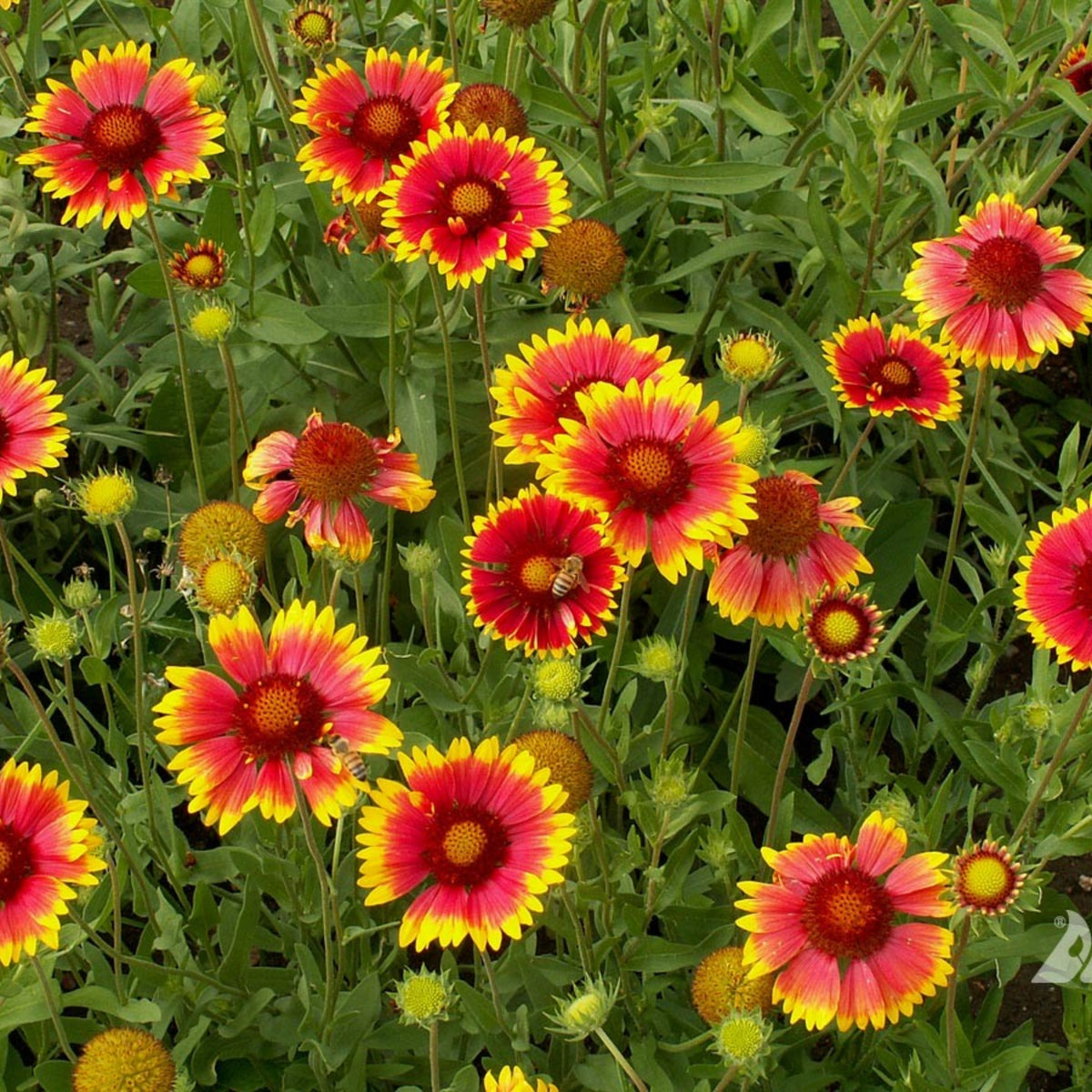 Gaillardia Seeds - Blanket Flower, Vibrant Red, 20 seeds