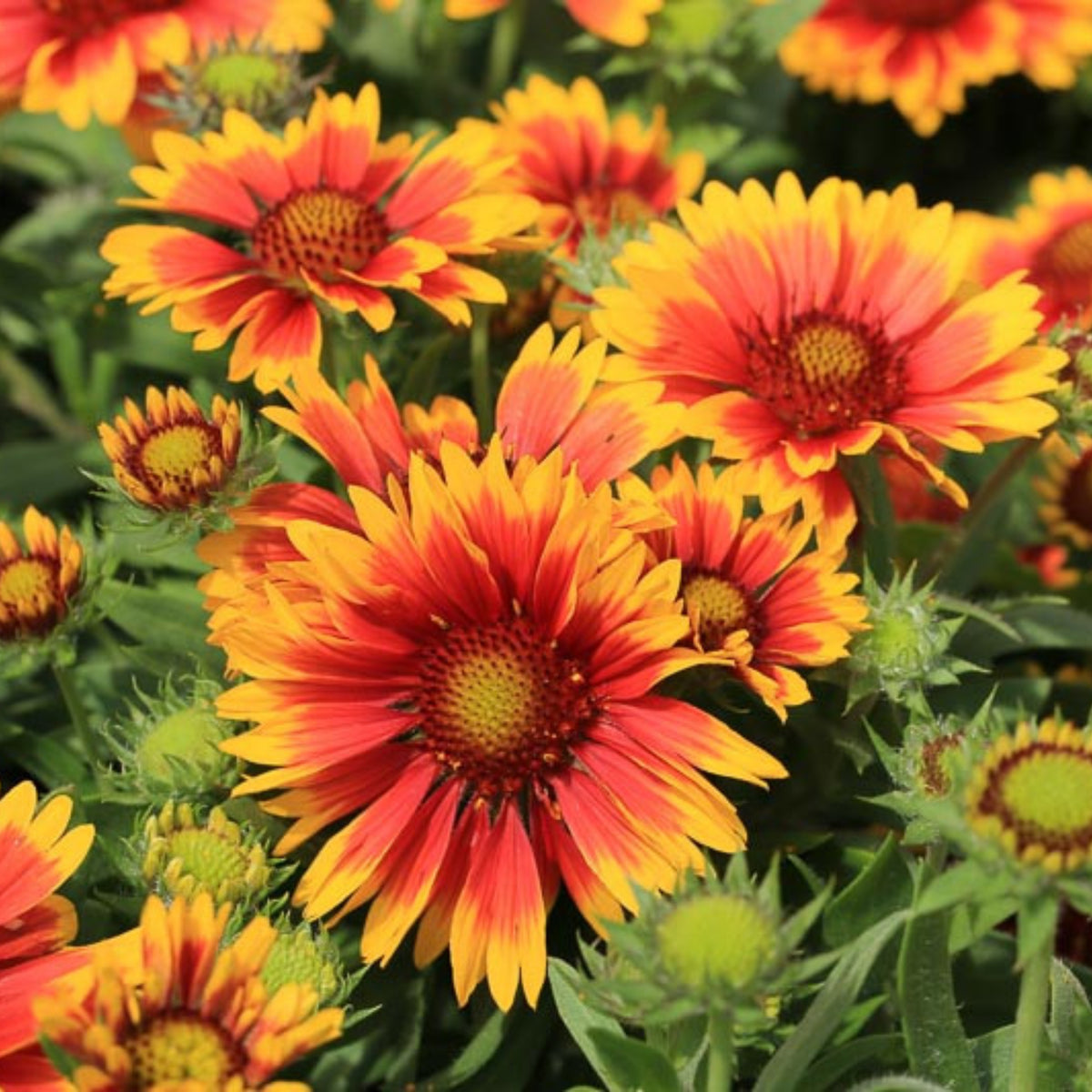 Gaillardia Seeds - Blanket Flower, Vibrant Red, 20 seeds