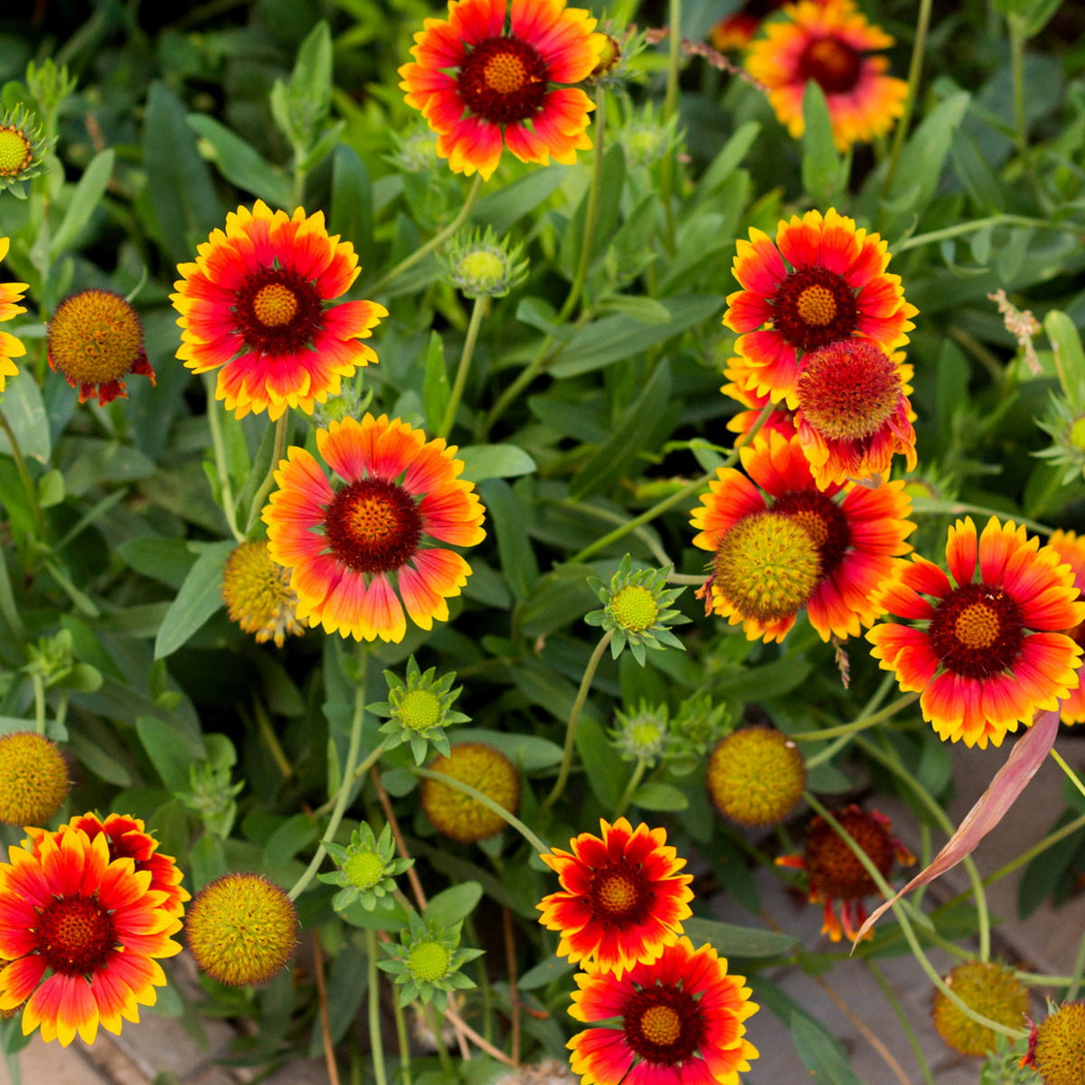 Gaillardia Seeds - Blanket Flower, Vibrant Red, 20 seeds