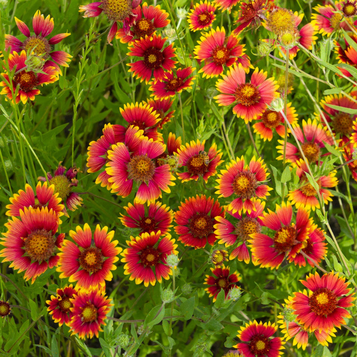 Gaillardia Seeds - Blanket Flower, Vibrant Red, 20 seeds