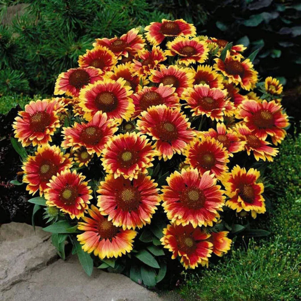 Blanket Flower Seeds - Dwarf Goblin, Vibrant Red, 20 seeds