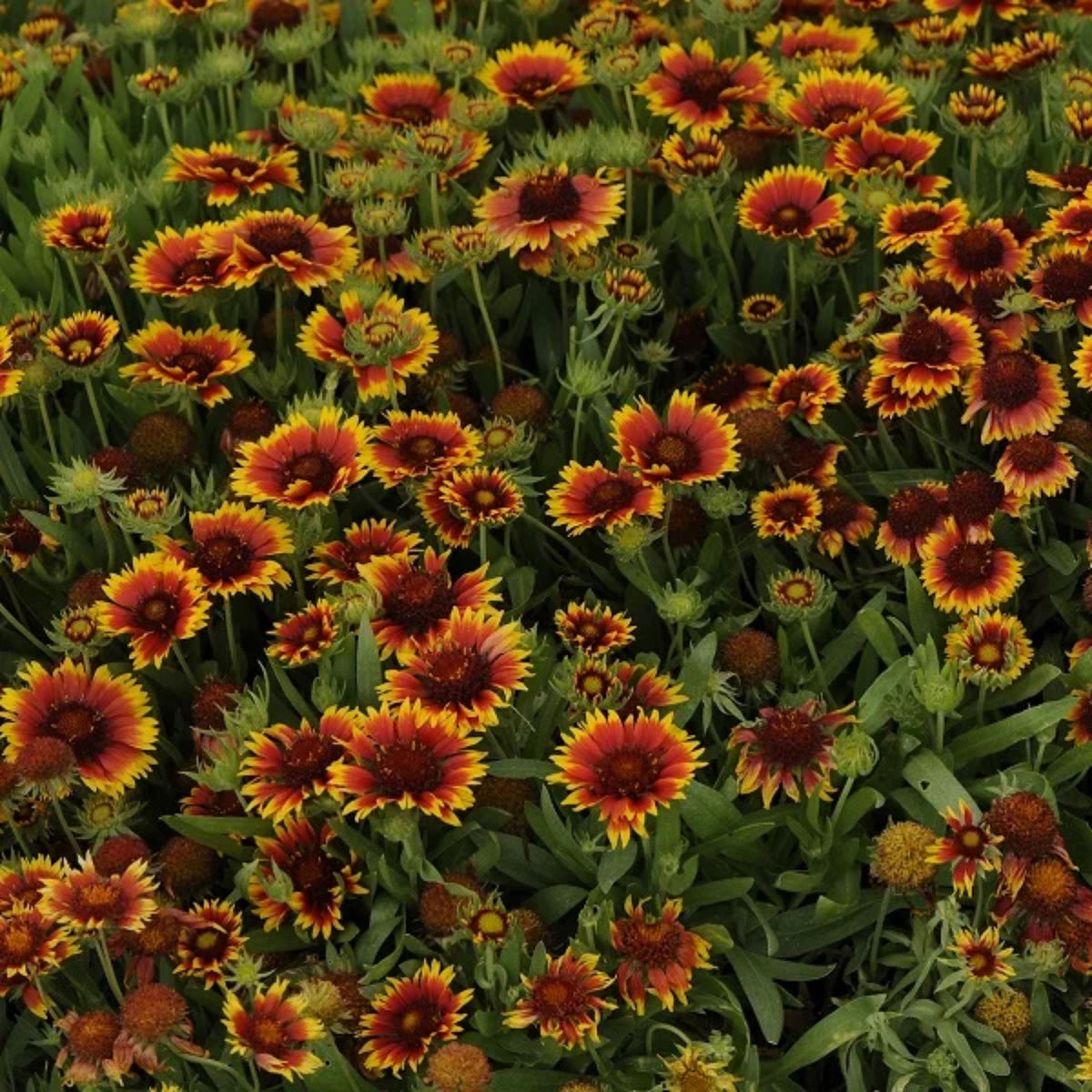 Blanket Flower Seeds - Dwarf Goblin, Vibrant Red, 20 seeds