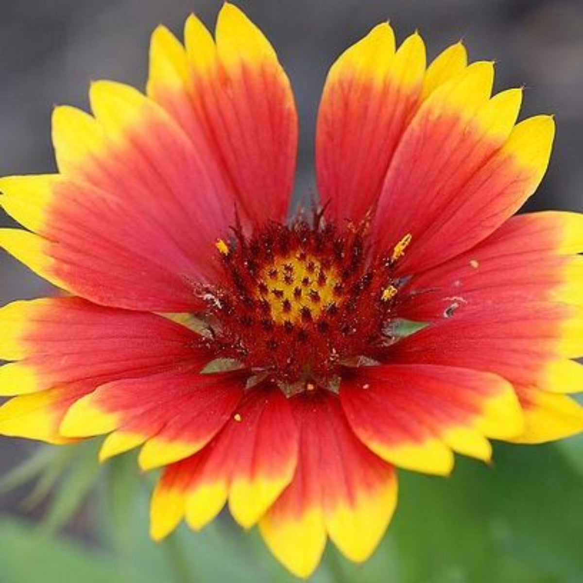 Blanket Flower Seeds - Dwarf Goblin, Vibrant Red, 20 seeds
