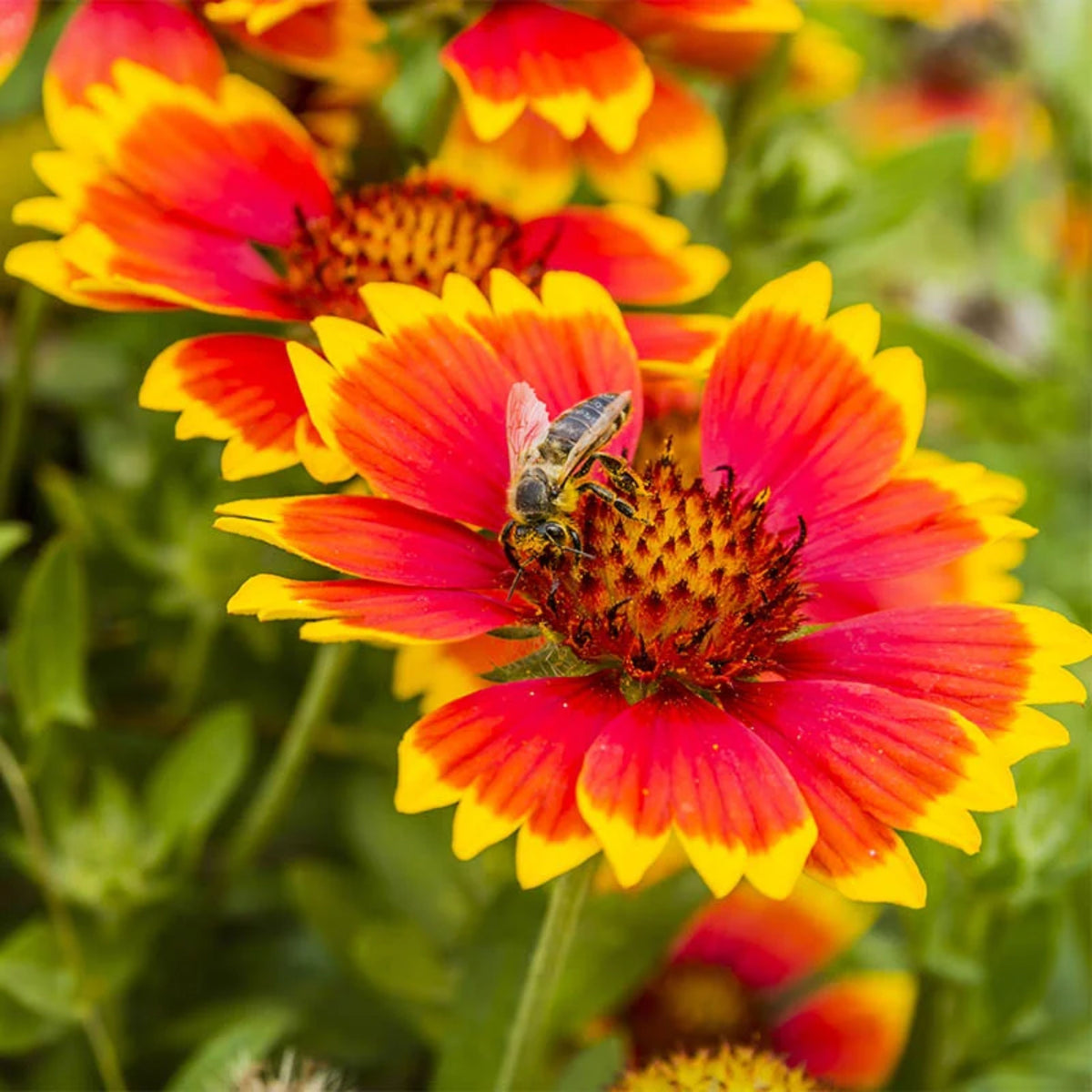 Blanket Flower Seeds - Dwarf Goblin, Vibrant Red, 20 seeds