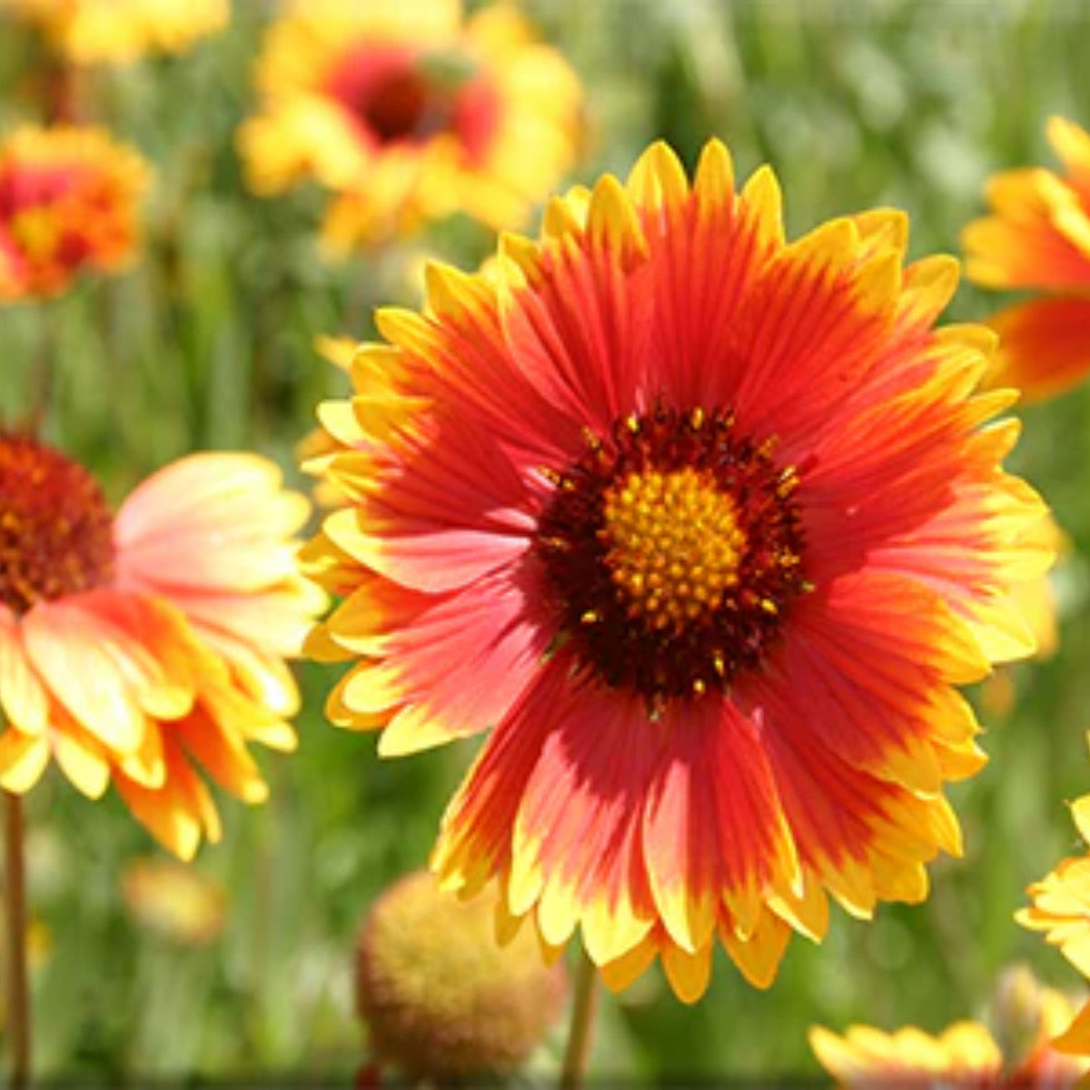 Blanket Flower Seeds - Dwarf Goblin, Vibrant Red, 20 seeds