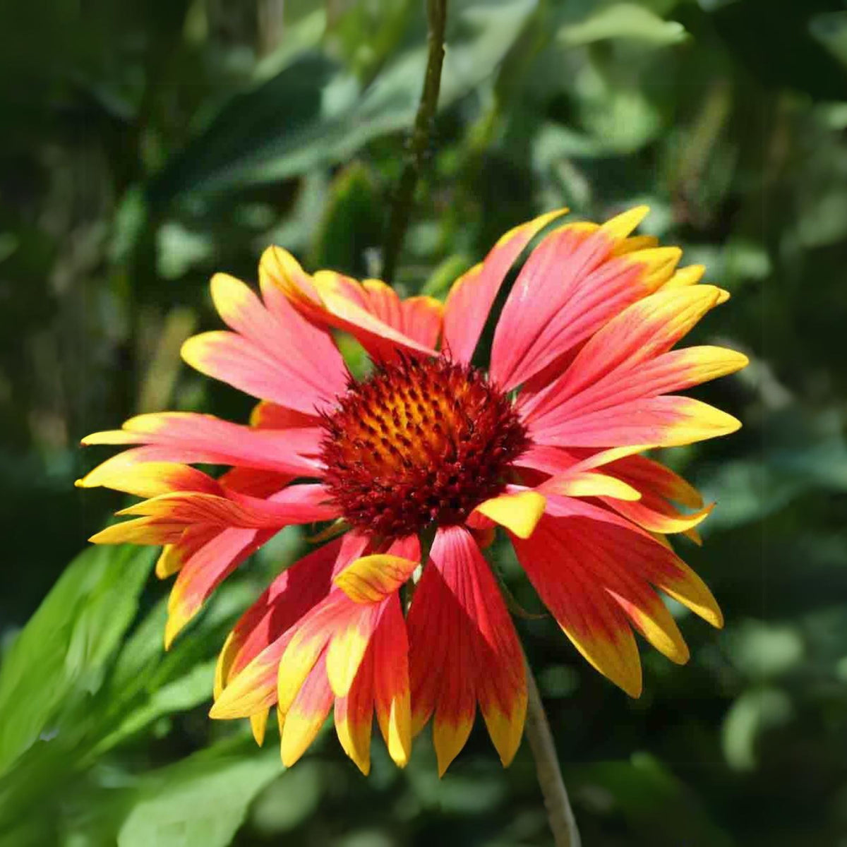 Blanket Flower Seeds - Dwarf Goblin, Vibrant Red, 20 seeds