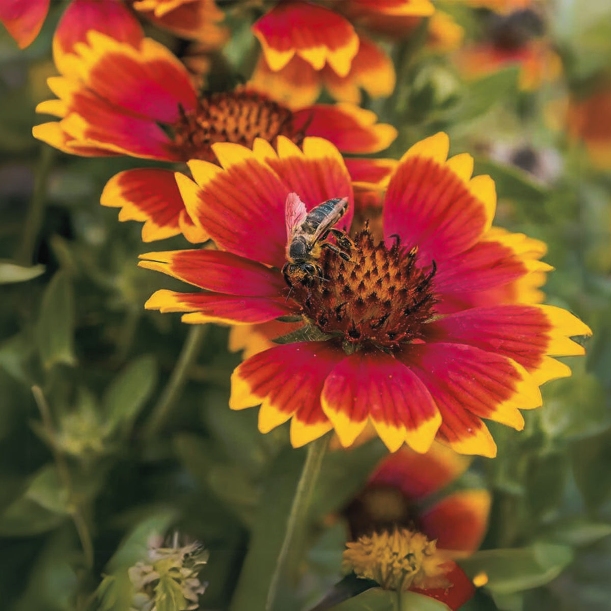 Blanket Flower Seeds - Dwarf Goblin, Vibrant Red, 20 seeds