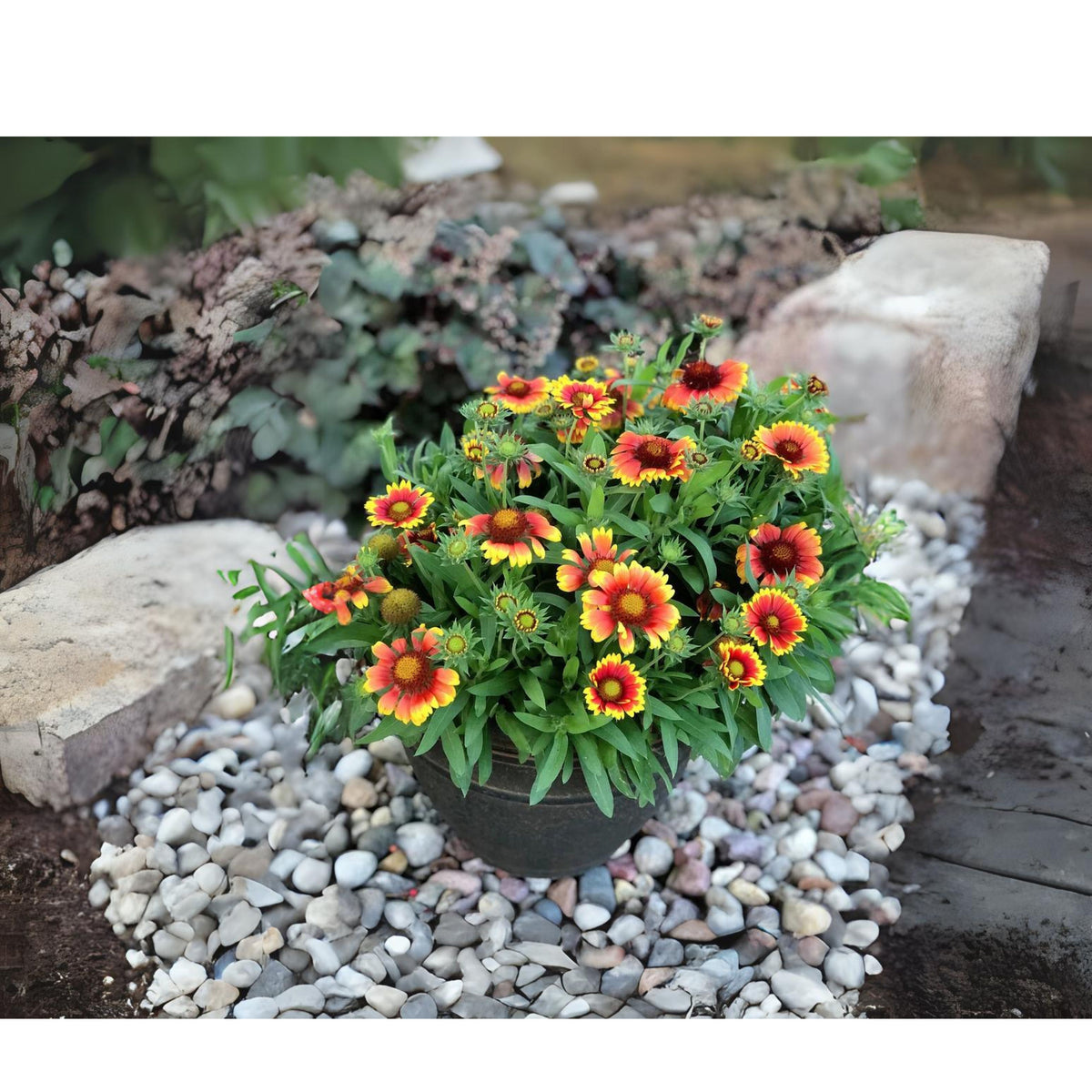 Blanket Flower Seeds - Dwarf Goblin, Vibrant Red, 20 seeds