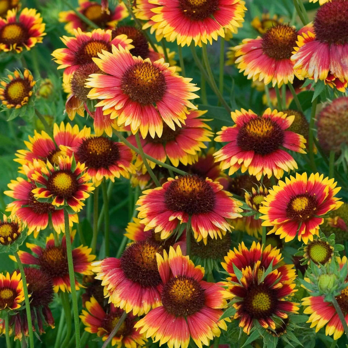 Blanket Flower Seeds - Dwarf Goblin, Vibrant Red, 20 seeds