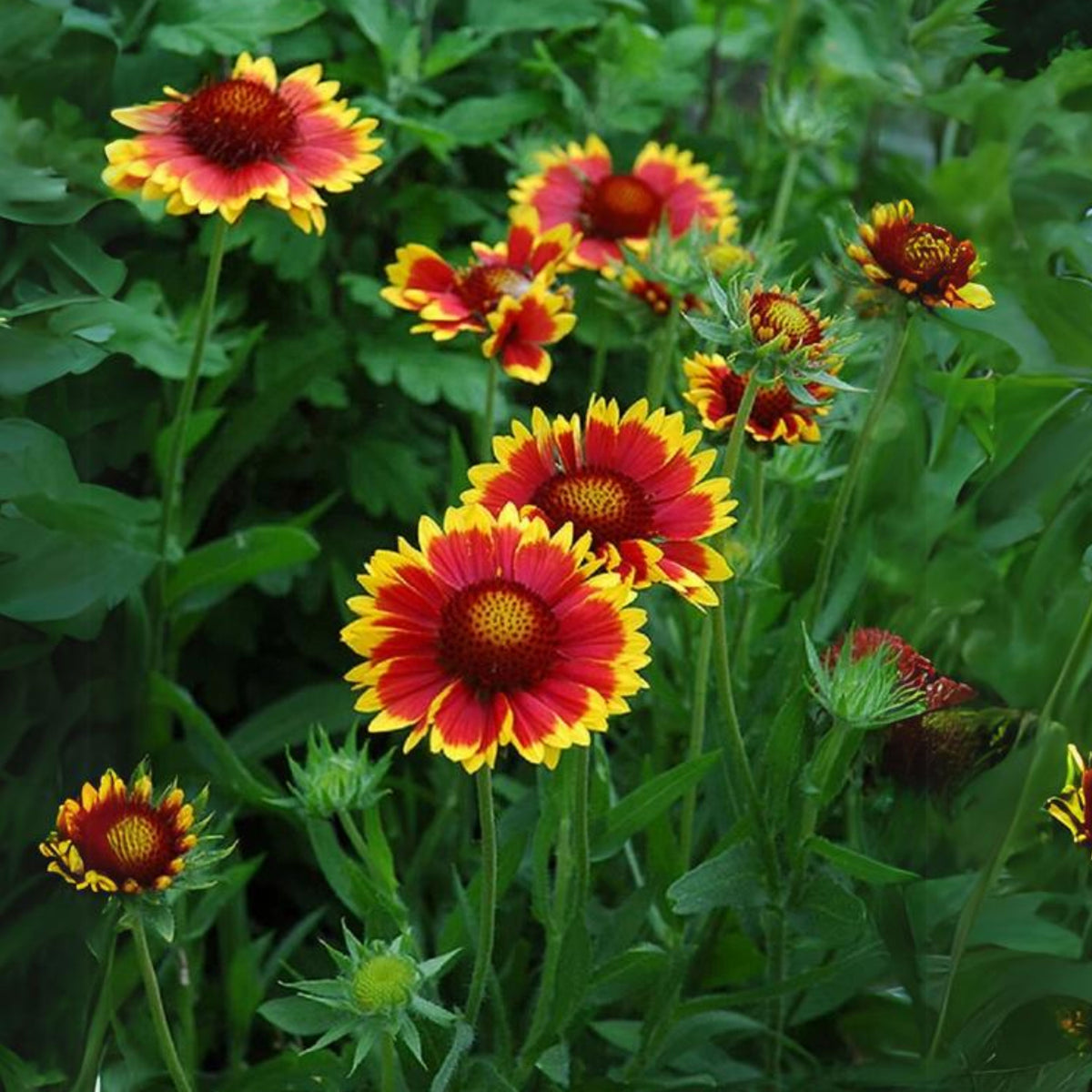 Blanket Flower Seeds - Dwarf Goblin, Vibrant Red, 20 seeds