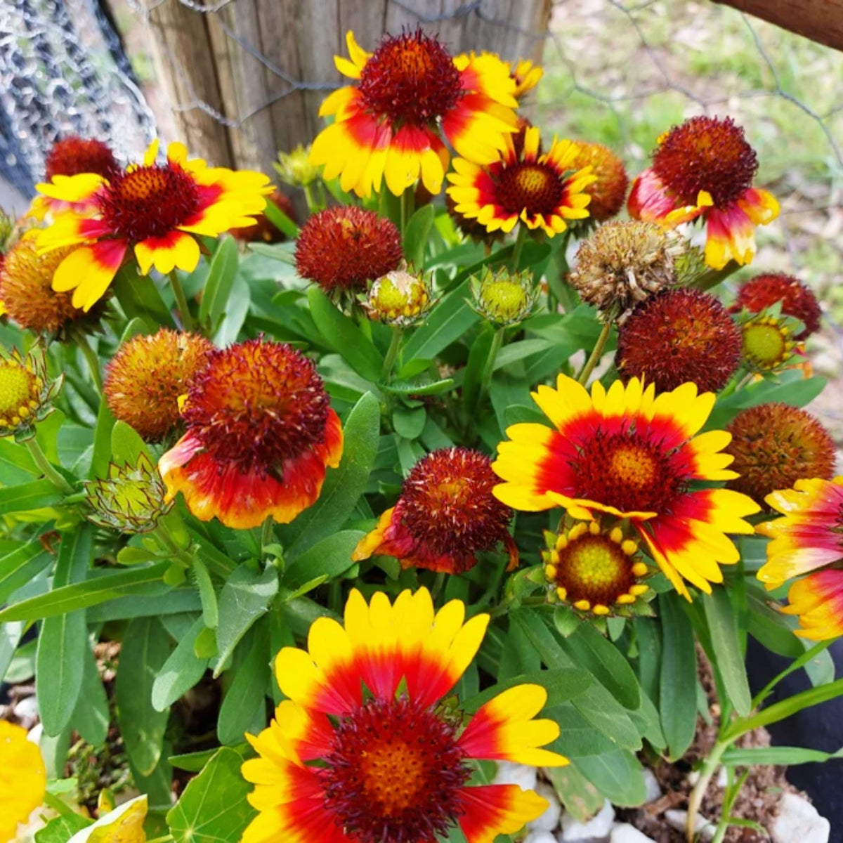 Blanket Flower Seeds - Dwarf Goblin, Vibrant Red, 20 seeds