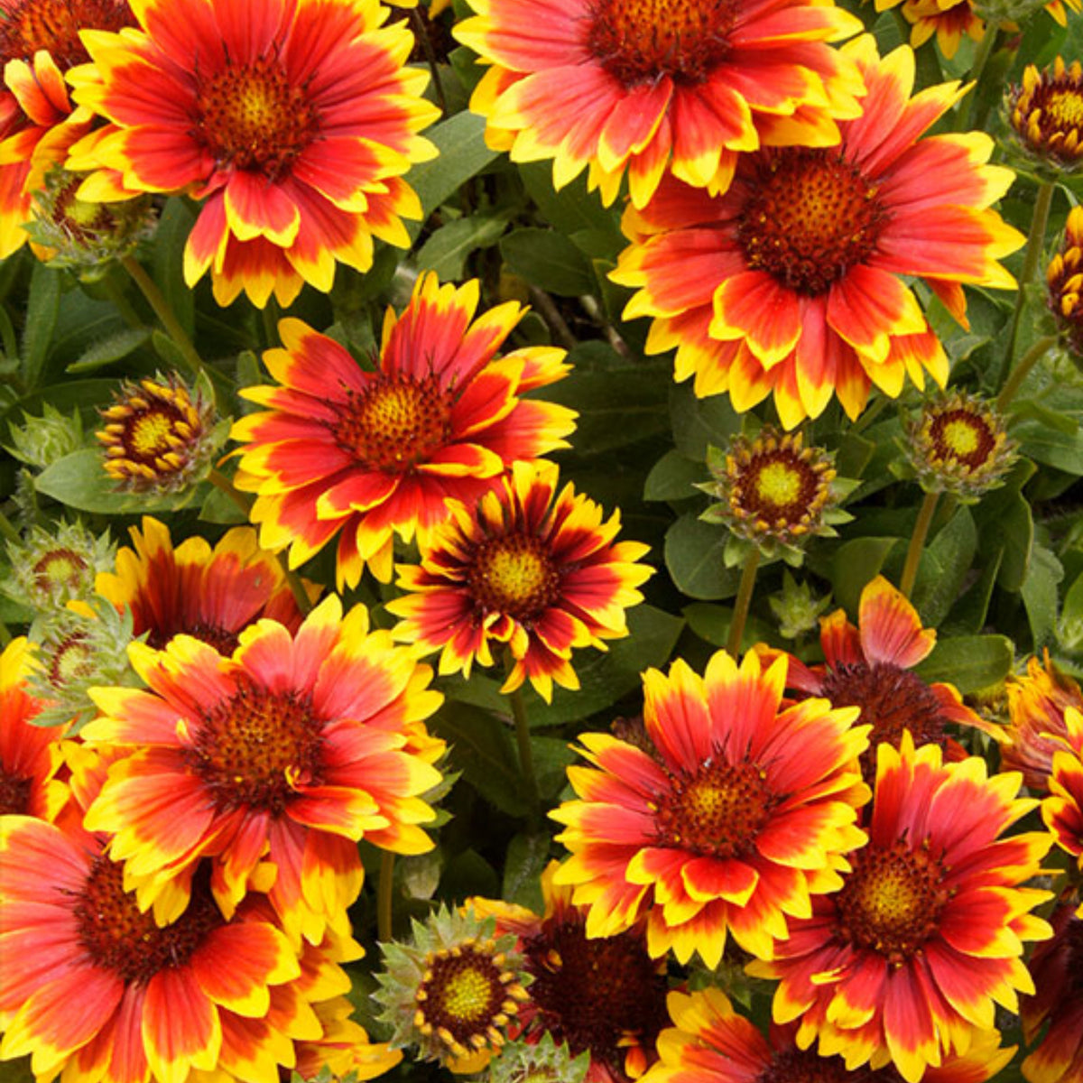 Blanket Flower Seeds - Dwarf Goblin, Vibrant Red, 20 seeds