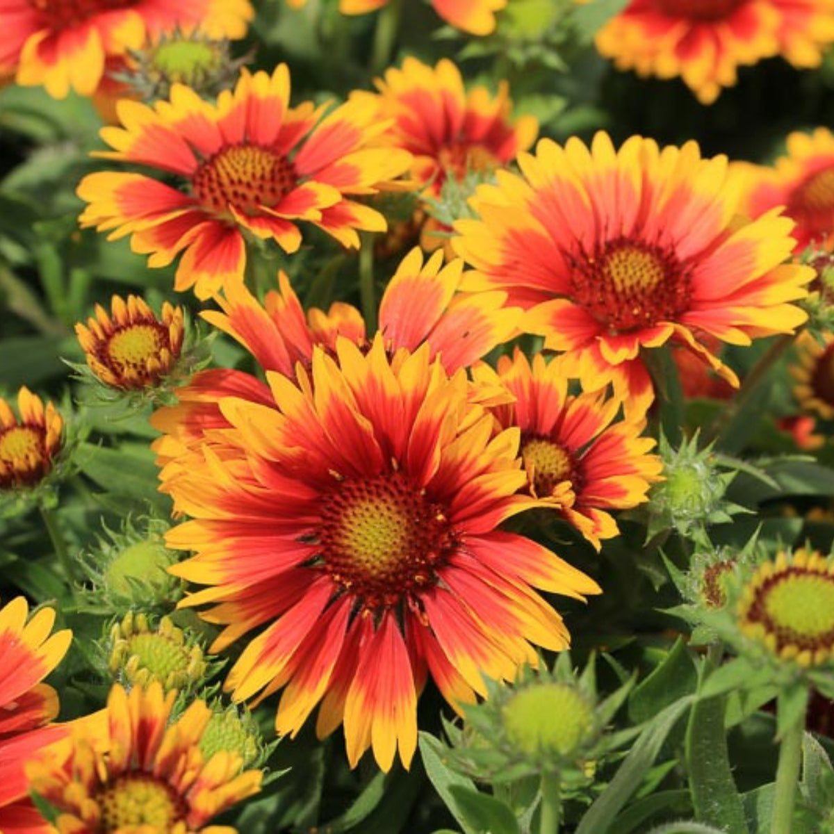 Blanket Flower Seeds - Dwarf Goblin, Vibrant Red, 20 seeds