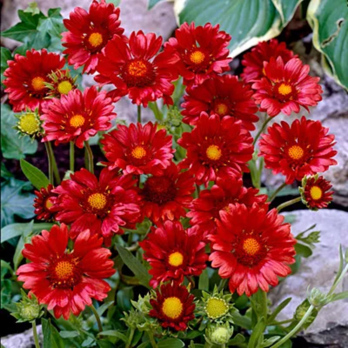 Burgundy Gaillardia Seeds - Blanket Flower, Vibrant Red, 20 seeds
