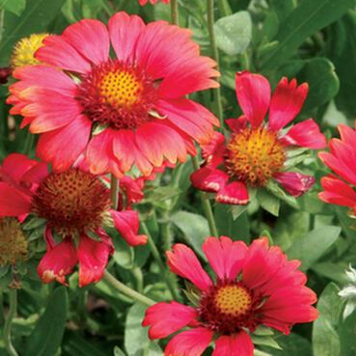 Burgundy Gaillardia Seeds - Blanket Flower, Vibrant Red, 20 seeds