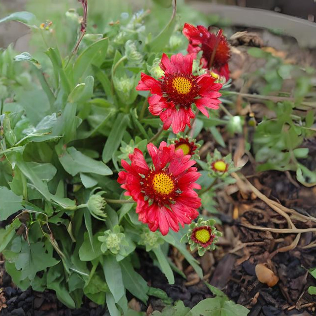 Burgundy Gaillardia Seeds - Blanket Flower, Vibrant Red, 20 seeds