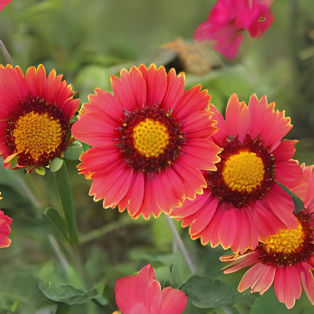 Burgundy Gaillardia Seeds - Blanket Flower, Vibrant Red, 20 seeds