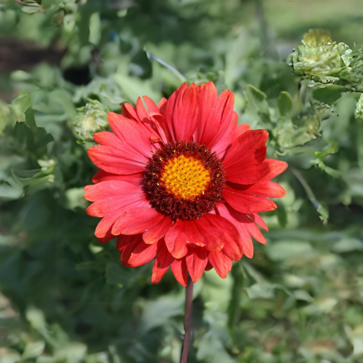Burgundy Gaillardia Seeds - Blanket Flower, Vibrant Red, 20 seeds