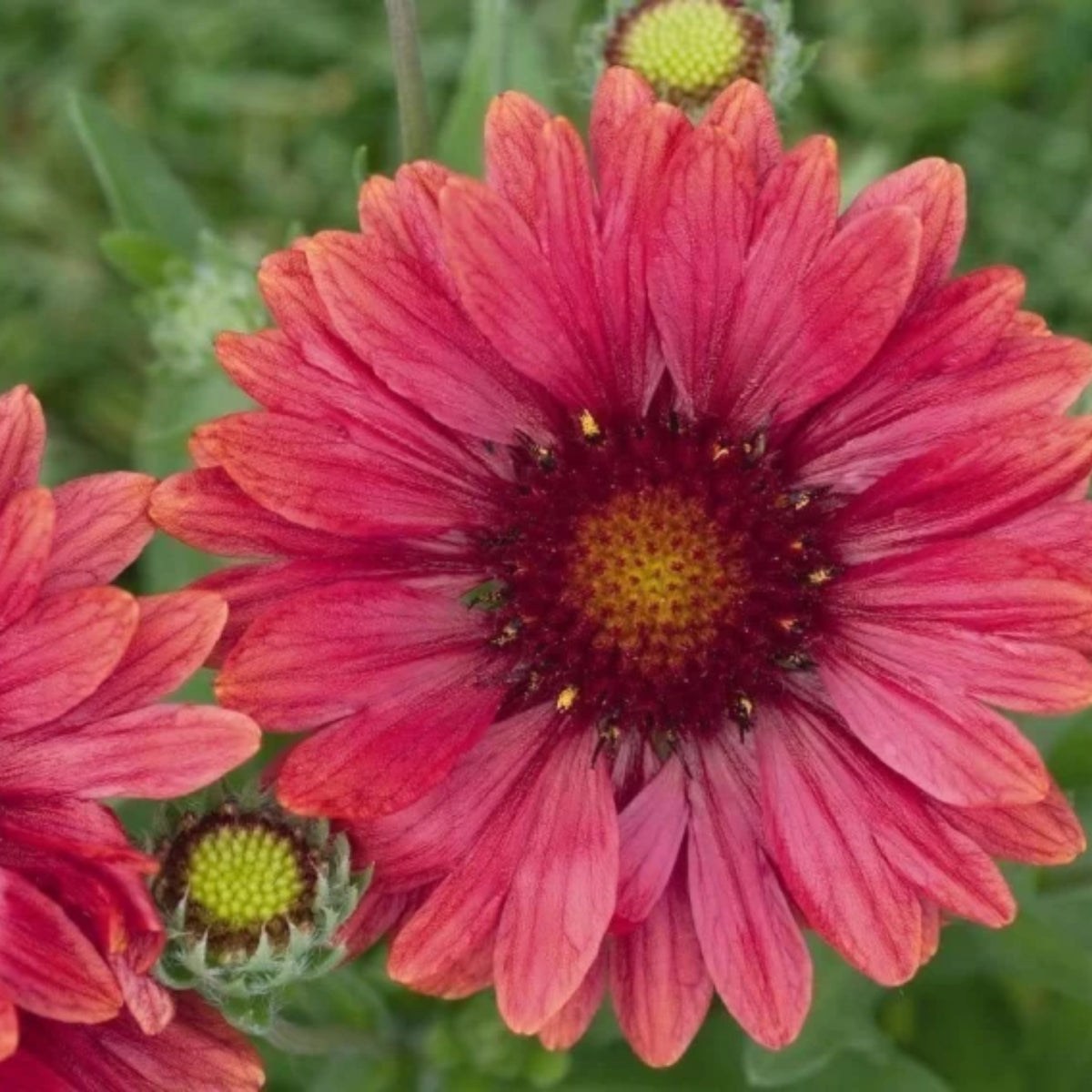Burgundy Gaillardia Seeds (Blanket Flower) - Vibrant Red, 20 seeds