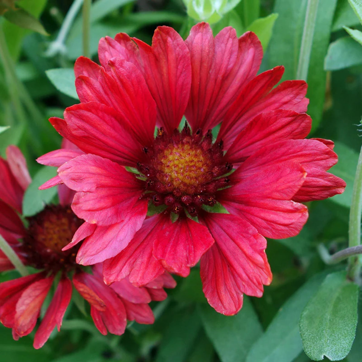 Burgundy Gaillardia Seeds (Blanket Flower) - Vibrant Red, 20 seeds
