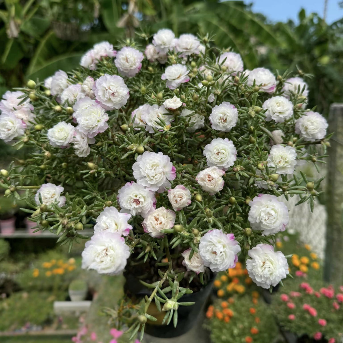 Moss Rose White (Portulaca Grandiflora) Seeds, 30 seeds