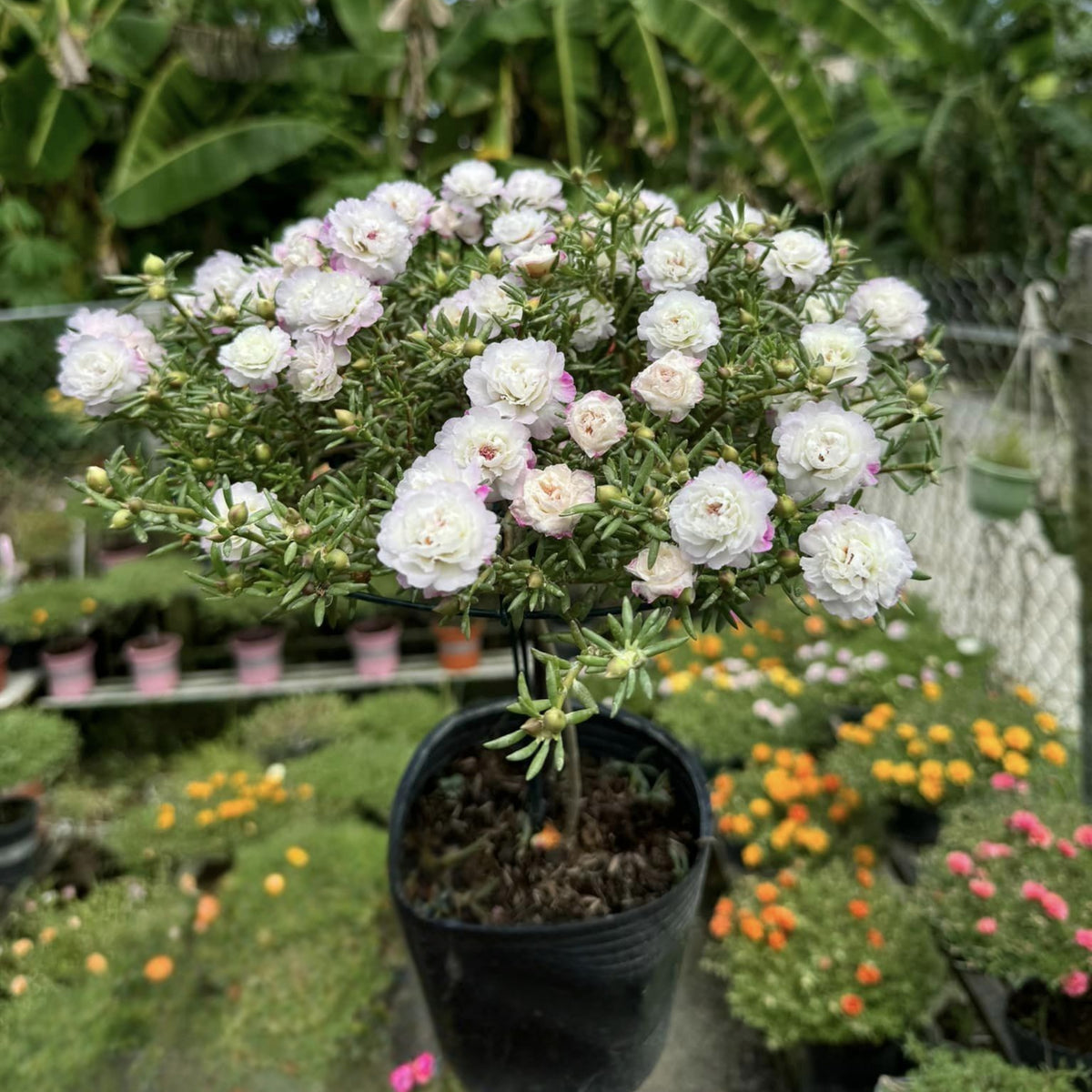 Moss Rose White (Portulaca Grandiflora) Seeds, 30 seeds