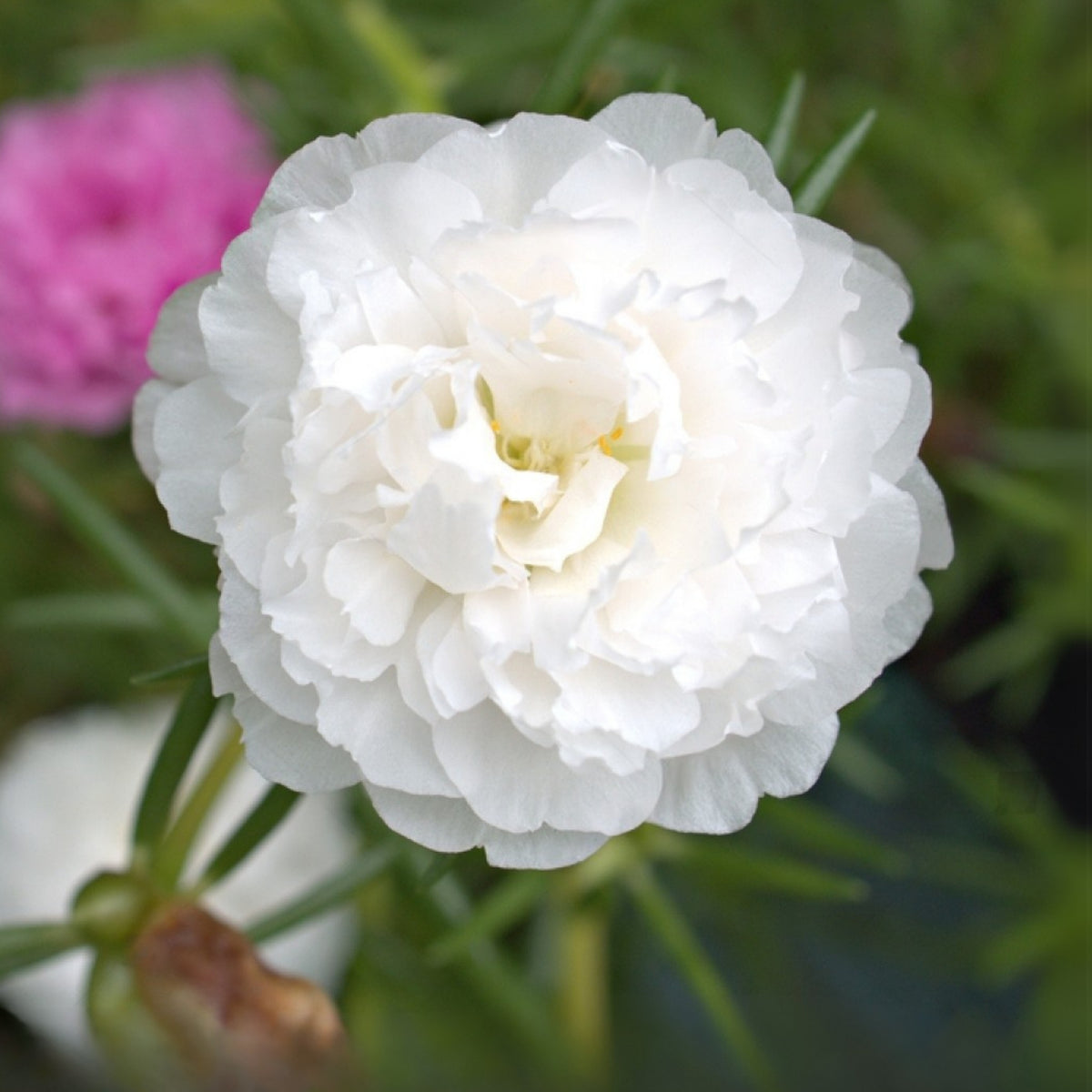 Moss Rose White (Portulaca Grandiflora) Seeds, 30 seeds