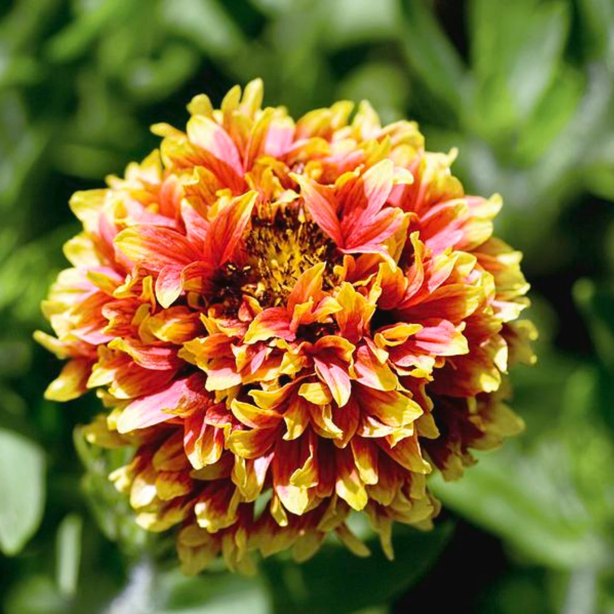 Pulchella 'Sundance' Gaillardia Seeds - Blanket Flower, 20 seeds