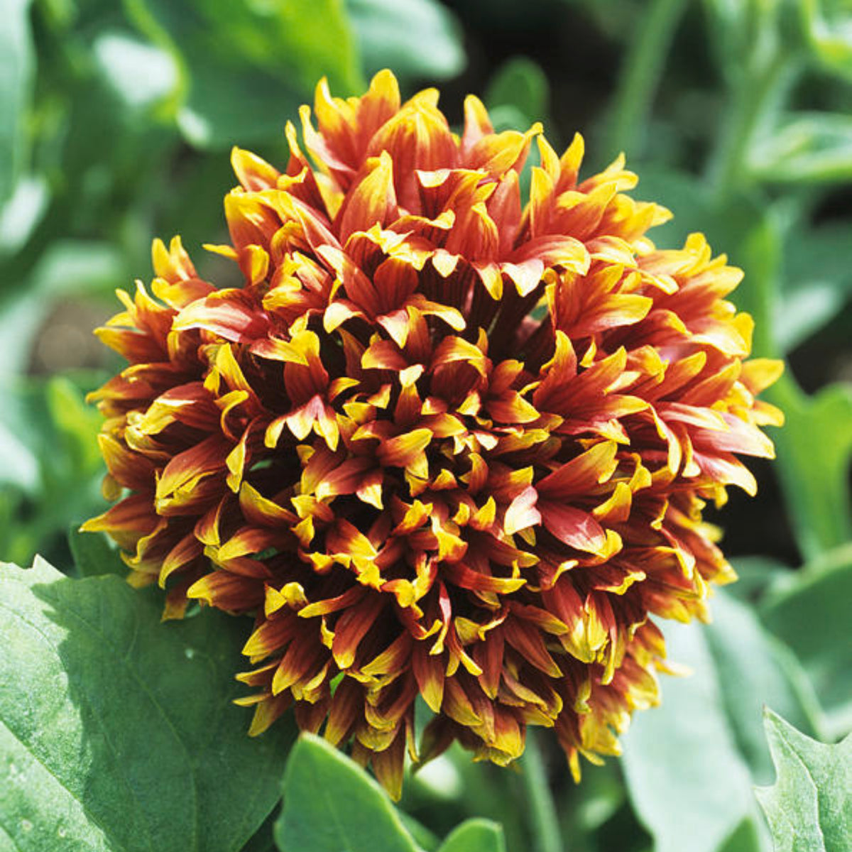 Pulchella 'Sundance' Gaillardia Seeds - Blanket Flower, 20 seeds
