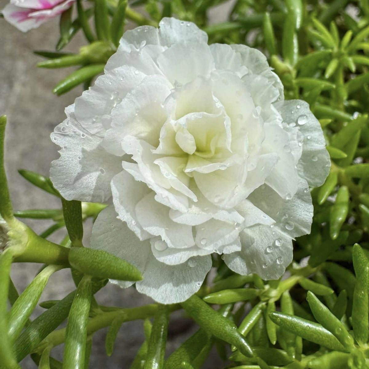Moss Rose White (Portulaca Grandiflora) Seeds, 30 seeds