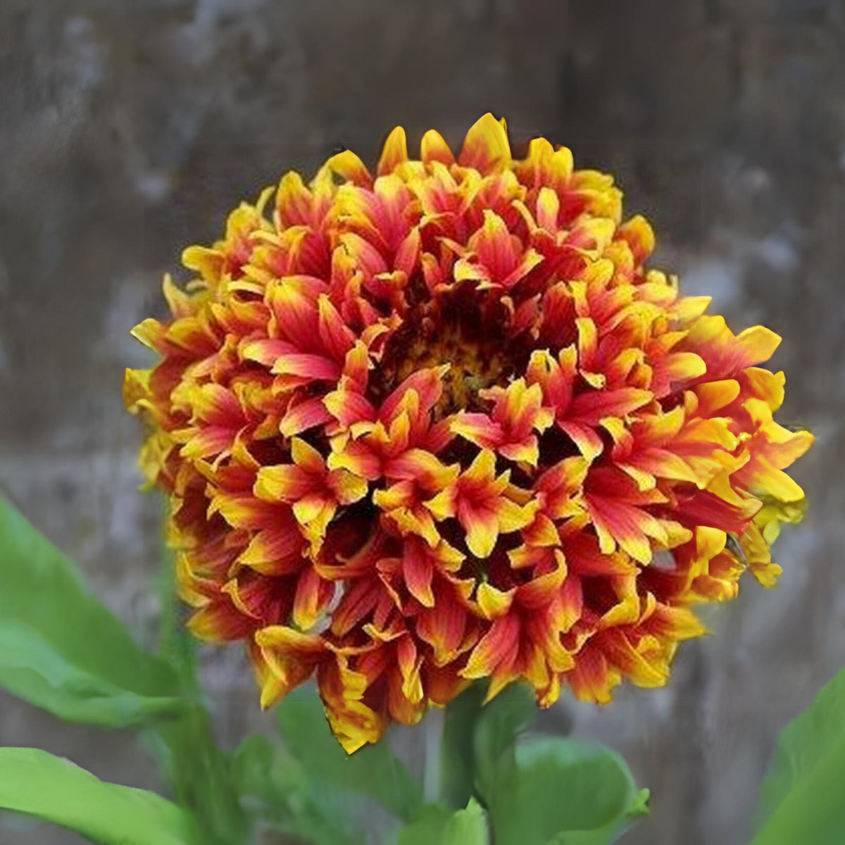Pulchella 'Sundance' Gaillardia Seeds - Blanket Flower, 20 seeds