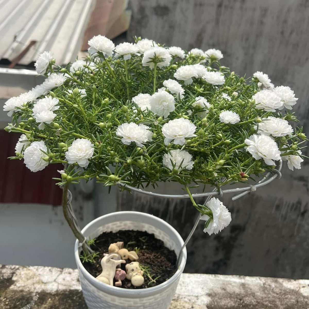 Moss Rose White (Portulaca Grandiflora) Seeds, 30 seeds