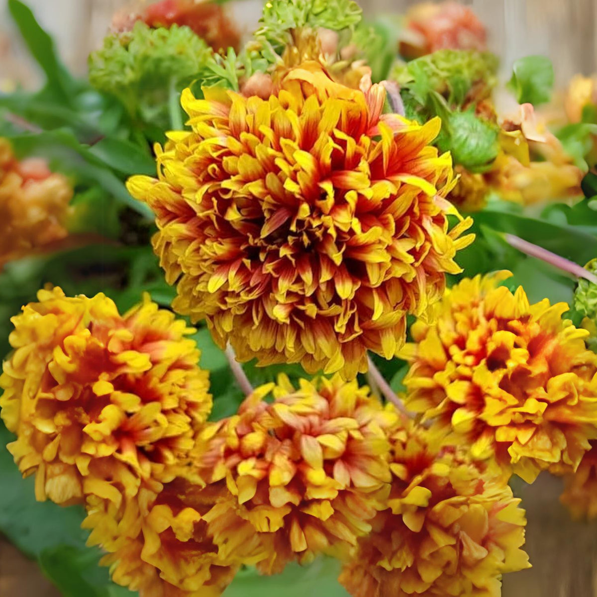 Gaillardia Pulchella 'Sundance' Seeds - Blanket Flower, 20 seeds