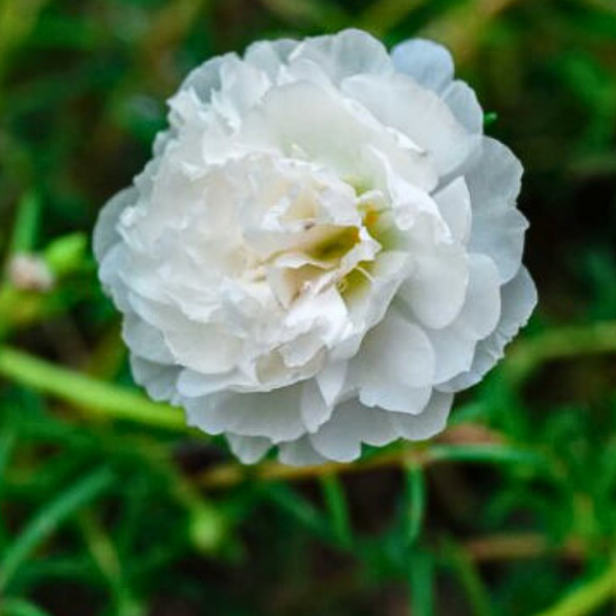 Moss Rose White (Portulaca Grandiflora) Seeds, 30 seeds