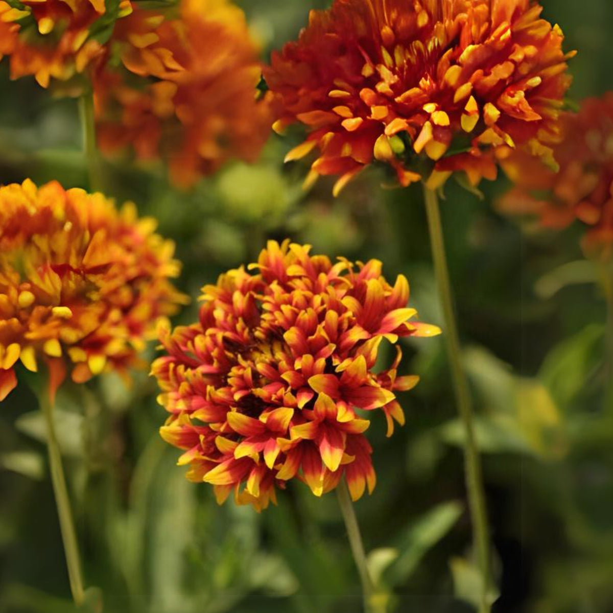 Gaillardia Pulchella 'Sundance' Seeds - Blanket Flower, 20 seeds